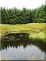 Pond Reflections, Glenshimmeroch Forest.