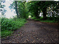 Track into the woods, off Holt Road