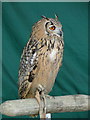 Owl at the Berkshire Steam Rally