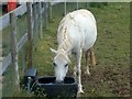 Pony at Cottage Farm Riding stables. New Road