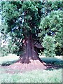 Punch tree at Rous Lench