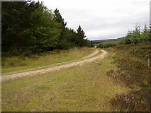 NZ0196 : Forestry road in Harwood Forest by Kenneth   Ross