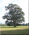 Tree in field at Tonn, Llandovery