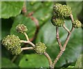 Alder (Alnus glutinosa)