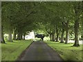 Ashmore Lodge Bridleway