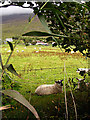 V4883 : Sheep grazing by Linda Bailey