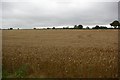 View across cornfield