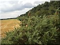 Southern edge of Kipton Heath