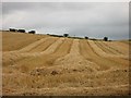 Oat harvest