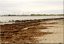 T1307 : Seaweed on the beach by Linda Bailey