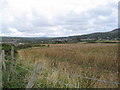 Wheat field near Parrog