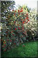 Rowan tree laden with berries