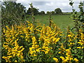 Solidago in the hedgerow