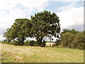 Oak trees by Dungee Wood, near Bozeat