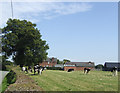 Dairy cattle at Yew Tree House Farm