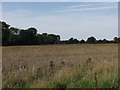 Field of barley at The Wood ready to harvest