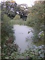 Overgrown Green Pond just off the Sandstone Way