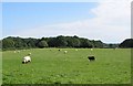 Grazing Land near Anthony