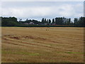 Two hares running in the stubble