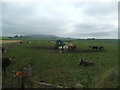 Cattle at Middlemuir Farm