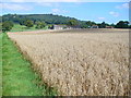 Wheatfield by Lukyns Farm