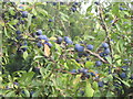 2007 could be a good year for Sloe Gin