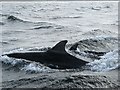 Dolphins in the Firth of Tay