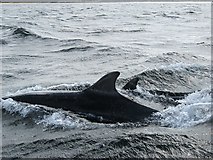 NO4630 : Dolphins in the Firth of Tay by Lis Burke