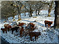 NM6651 : Highland cattle in snow by David Fiddes