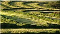 Silage Field near Kenmure