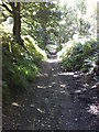 Ancient trackway in Landmoth Wood