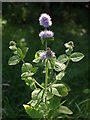 Water Mint