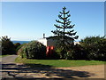 Monkey puzzle on the coast