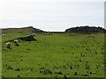 NY8070 : Rough pastures north of Sewingshields Crags by Mike Quinn
