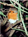 TL4459 : Robin among thorns (Erithacus rubecula) by Tiger