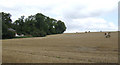 SU0150 : Fields by St. Joan a Gore Farm by Jonathan Billinger