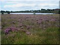 Peat bog at Llyn Llech Owen Country Park