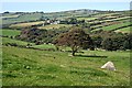 Boulders in Field