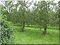 Orchard by the footpath