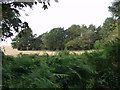 Corner of the woodland on Ruyton Moss