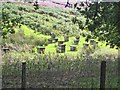 Beehives at Swindon in the valley of the Grasslees Burn