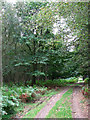 Track into the woods on Westwick Estate