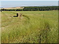 ST9542 : Uncut edge of hay field, Upton Lovell by David Hawgood