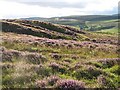 Heather on Muselee Hill