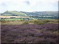 Heather clad Maesyrychen Mountain