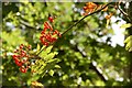 Autumn berries