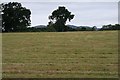 Hay Meadow near Brook Hill Farm