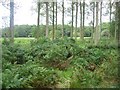 View through wood towards Frostenden Corner