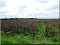 Farmland from Babcary access road