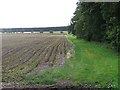 Potato field, Baldowrie